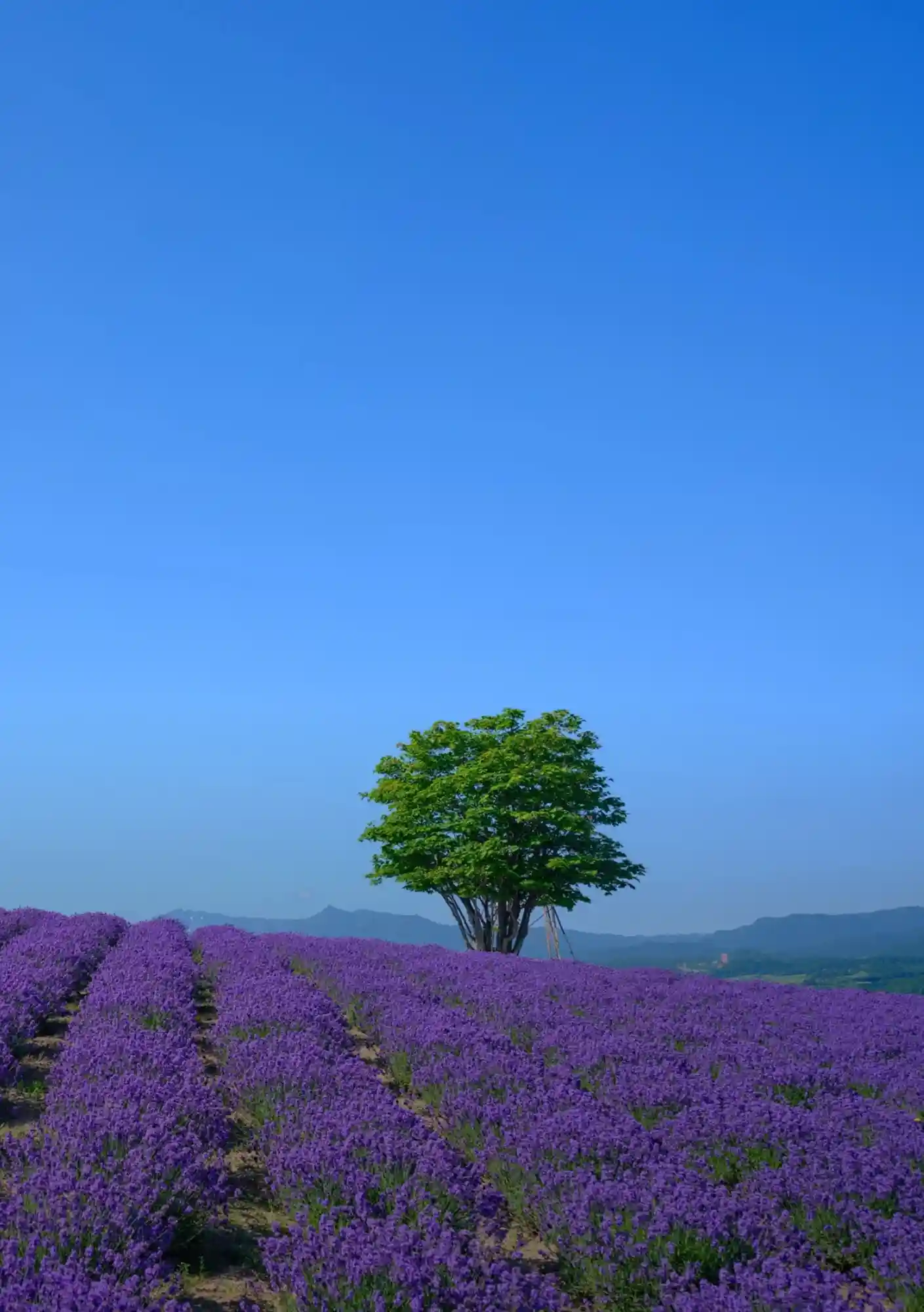 Hokkaido Guided Nature Tours_01