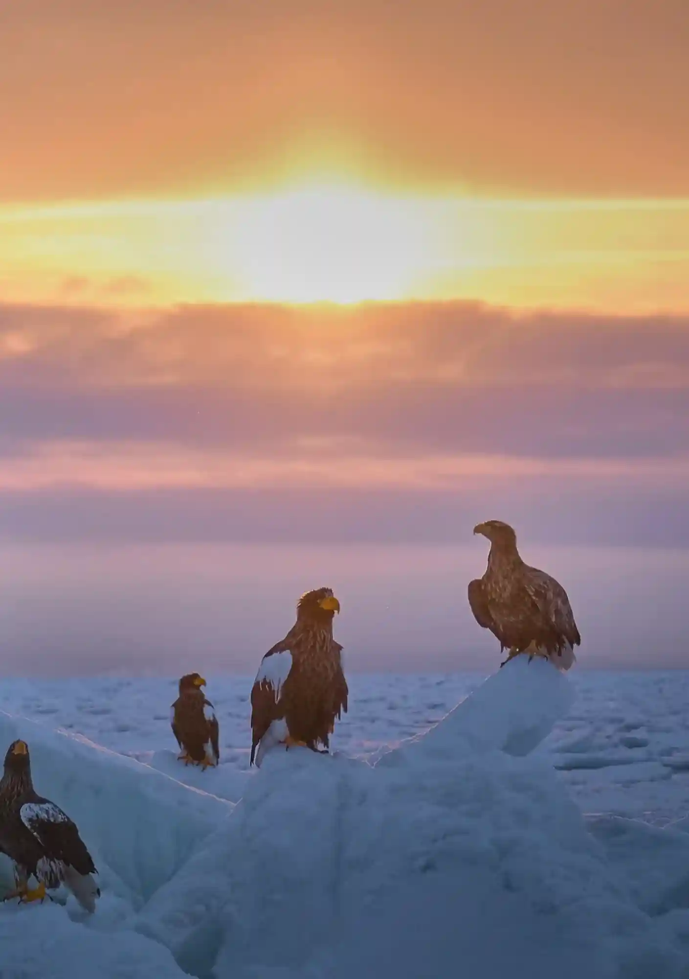 Hokkaido Guided Nature Tours_03
