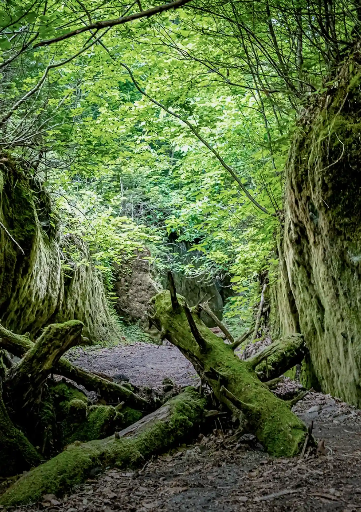 Japan_s Forest & Nature Wellness Guide_01