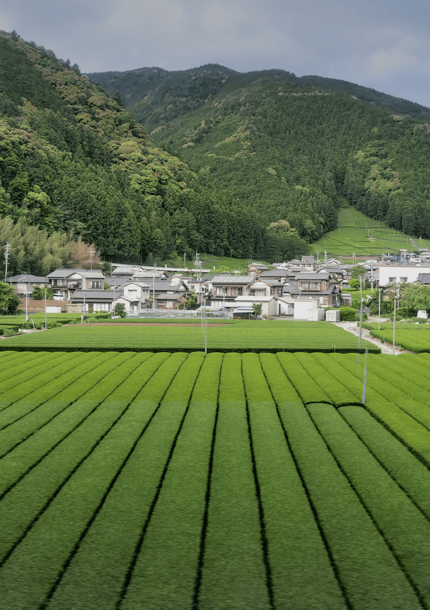 Japan's Tea Terroir: Where Mountains Meet Tradition